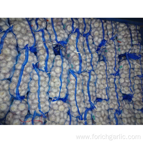 Good Quality Regular White Garlic